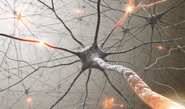 Las neuronas se especializan en tipos de dolor concretos