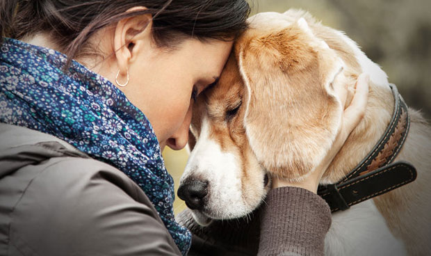 Los tratamientos oncolgicos del futuro se prueban en perros