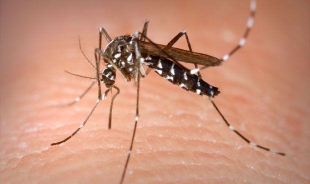 Dengue: el Ministerio de Sanidad confirma un tercer contagio en España