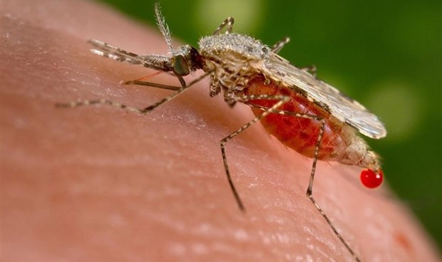 "Importante aumento" de malaria importada en España: 7.000 casos en 13 años