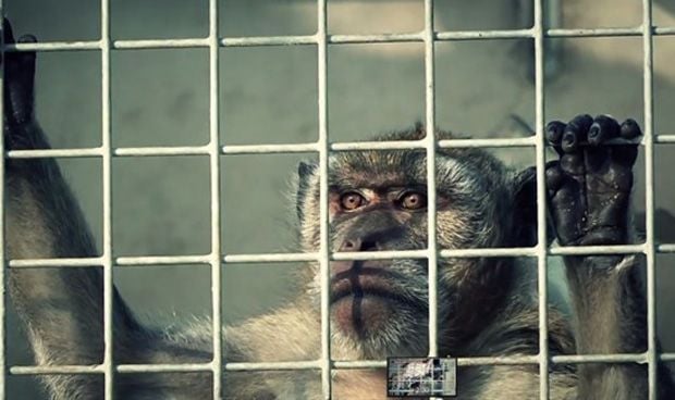 ‘Toque’ de Bruselas a España por el uso de animales con fines científicos