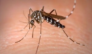 Dengue en España: "Los pacientes le restan importancia y no van al médico"
