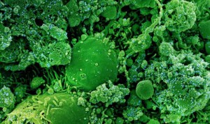 Alemania desarrolla una proteína que impide la infección por coronavirus