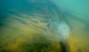 Alergología solicita que se reporten todos los casos de picadura de medusas