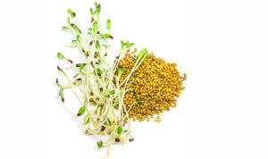 Brote de salmonella en Europa por semillas germinadas de alfalfa: 109 casos