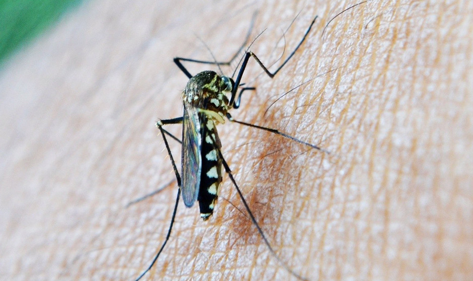 Andalucía registra una víctima mortal por virus del Nilo Occidental