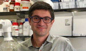 Así son los mini-hígados para testar fármacos en daño hepático por alcohol