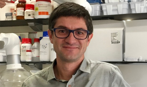 Mini-hígados para testar nuevos fármacos en daño hepático por alcohol