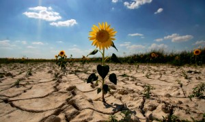 Cambio climático: más de 200 revistas médicas avisan de su riesgo sanitario