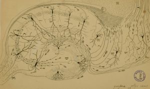 Cantabria Labs impulsa la mayor exposición de dibujos de Ramón y Cajal