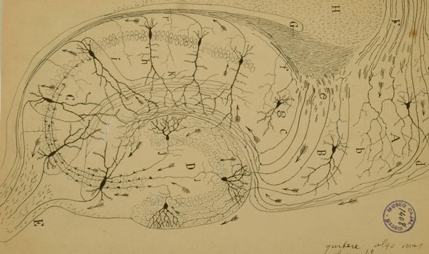 Cantabria Labs impulsa la mayor exposición de dibujos de Ramón y Cajal