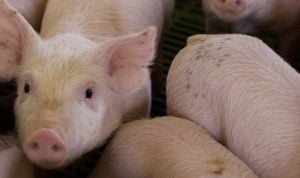 Cerdos criados específicamente para usar sus órganos en trasplantes humanos