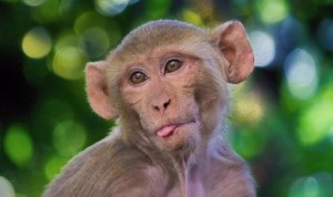 China notifica la primera muerte de un humano por el virus del mono B