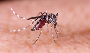 Qué es el chikungunya, cómo se transmite y cuál es su tratamiento