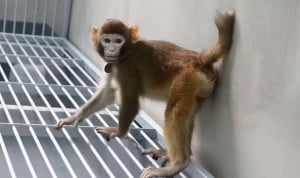 El mono 'Retro', fotografiado cuando tenía 17 meses, que ha sido clonado por científicos chinos. 