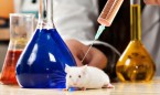 Científicos del CNIO logran destruir tumores en ratones mediante Crispr   