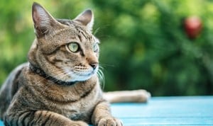 Los gatos generan anticuerpos que impiden la reinfección de Covid-19