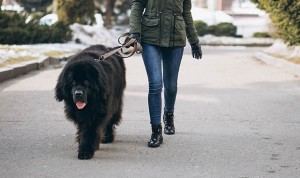 Coronavirus y perros: sacarles "no es una excusa para estar en la calle"