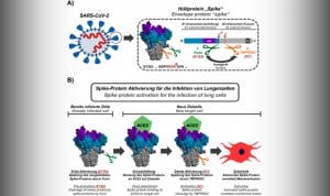 Coronavirus: su mecanismo de activación revela nuevas opciones para vacunas