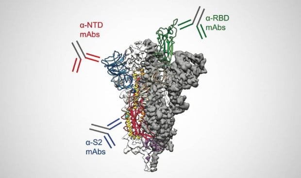 Covid: el sistema inmunológico cubre la proteína de pico con anticuerpos