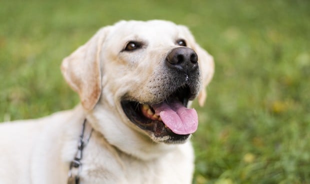 Covid: el diagnóstico de casos a través de perros detectores, a estudio