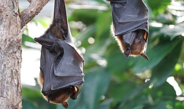 Covid: descubren cuatro nuevos coronavirus en murciélagos en China