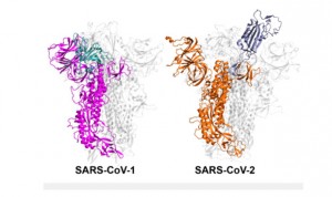 Covid: por qué unas cepas de coronavirus son más contagiosas que otras