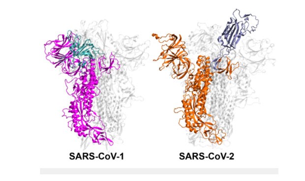 Covid: por qué unas cepas de coronavirus son más contagiosas que otras