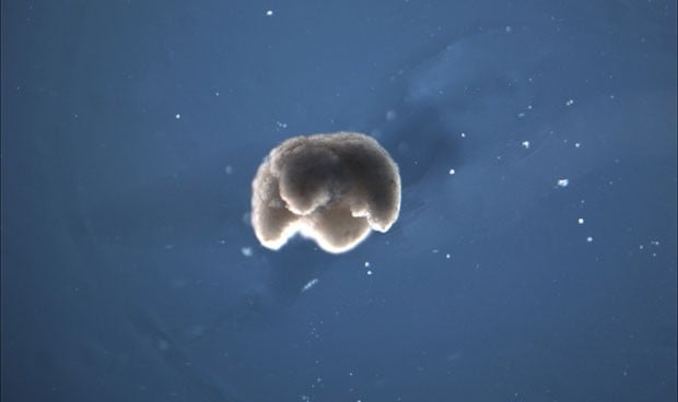 Crean nanorrobots vivientes con células de rana africana