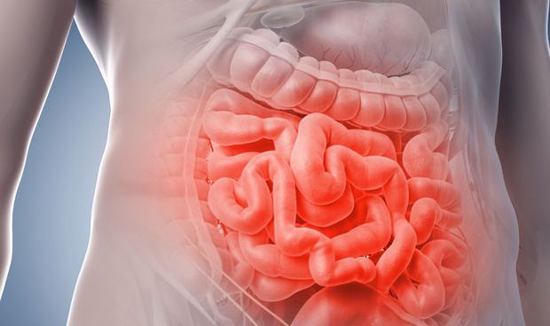 Crean segmentos funcionales de intestino delgado con bioingeniería