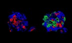 Crean 'superinjertos' para mejorar el tratamiento de la diabetes tipo 1