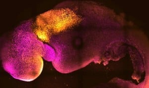 Crean un embrión de ratón sintético con cerebro y corazón que late