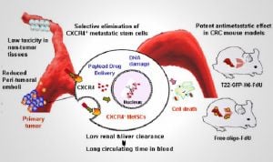 Crean un nanofármaco que bloquea la metástasis en cáncer colorrectal