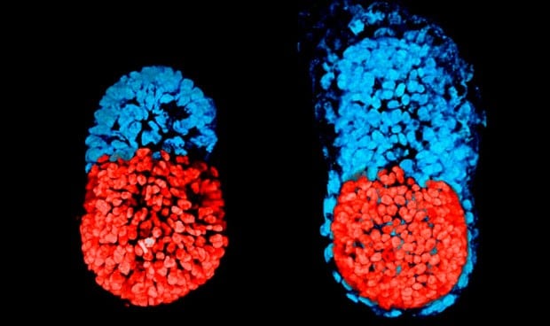 Crean un principio de embrión artificial con células madre