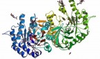 CSIC busca nuevas chaperonas farmacológicas contra la enfermedad de Fabry