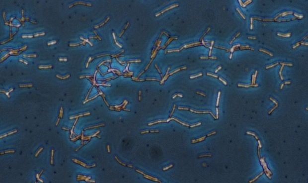 El CSIC describe un nuevo método de edición de la microbiota intestinal