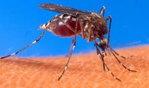Dengue: Cataluña confirma su primera infección autóctona, sexta en España