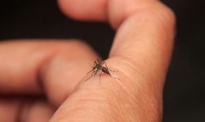 Dengue en España: cómo detectarlo, síntomas y tratamiento