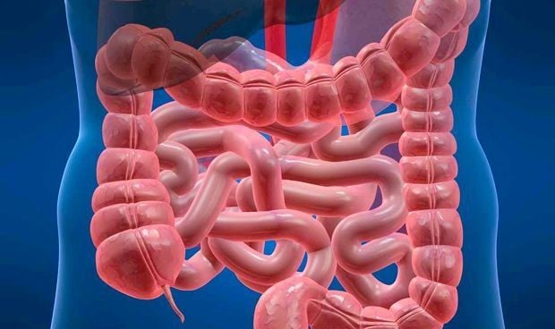 Descubren el mecanismo que causa el síndrome del intestino irritable