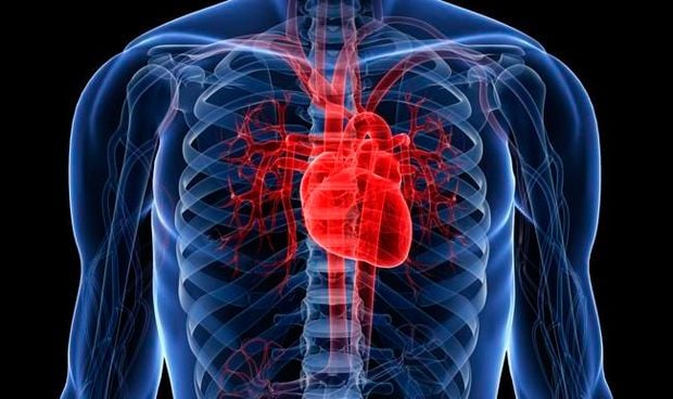 Descubren un 'muelle molecular' esencial para la función del corazón