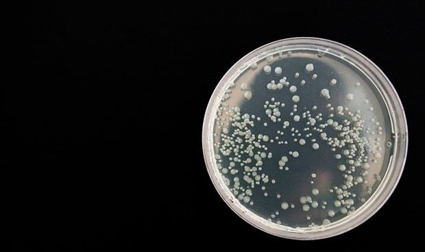 Descubren un nuevo hongo resistente a fármacos que emerge a nivel mundial