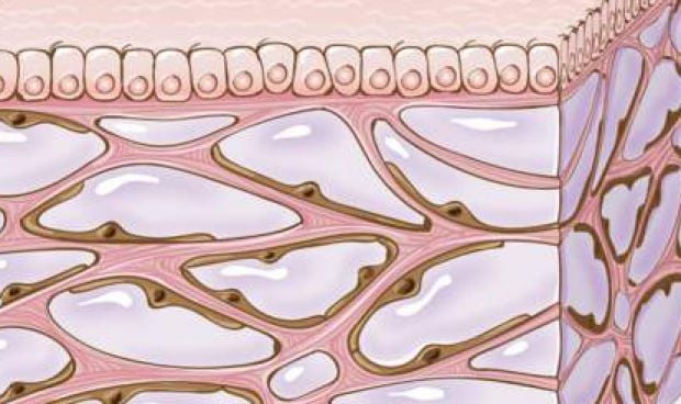 Descubren un nuevo órgano humano, el más grande hasta la fecha