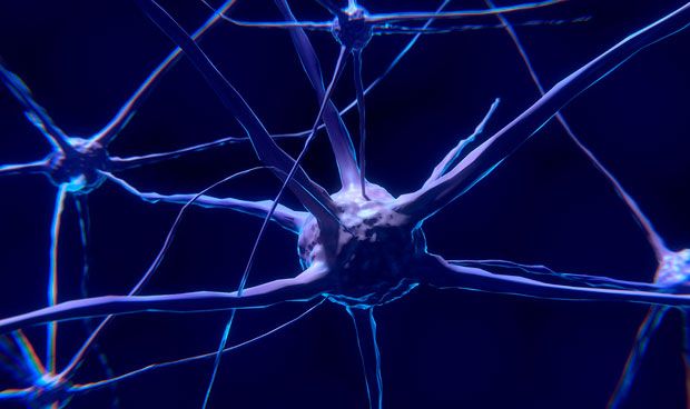 Descubren una defensa de las neuronas ante el envejecimiento del cerebro