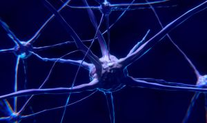 Descubren una defensa de las neuronas ante el envejecimiento del cerebro