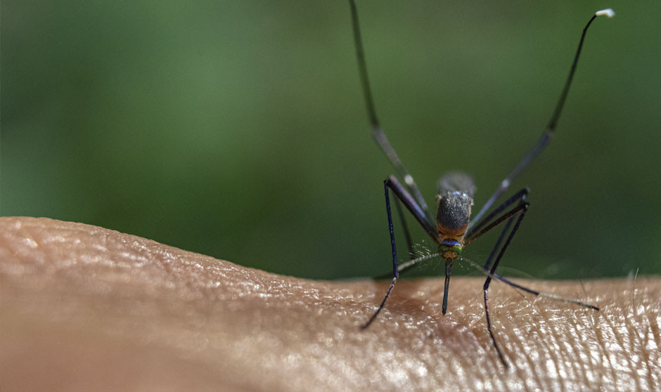 Detectado el virus usutu en España: tipo ARN y provoca meningoencefalitis