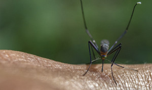 Detectado el virus usutu en España: tipo ARN y provoca meningoencefalitis