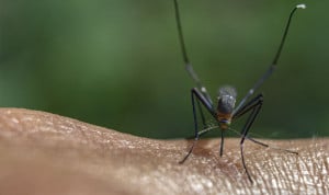 Detectado el virus usutu en España: tipo ARN y provoca meningoencefalitis