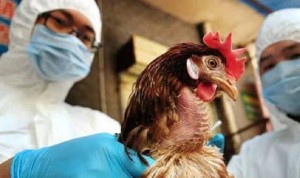 Detectado un foco de gripe aviar en una explotación de pollos de Huelva