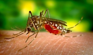 Detectan el segundo caso de dengue autóctono en Cataluña
