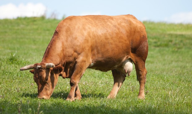 Detectan un caso de "vaca loca" en Salamanca sin riesgo sanitario